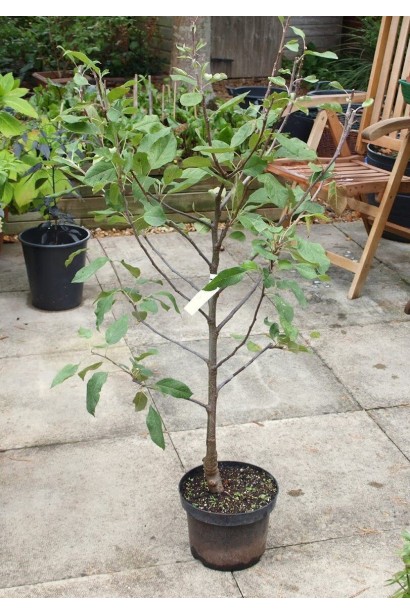 Яблоня колоновидная Титания осенняя в горшке